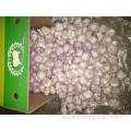 The Best Quality New Crop Normal White Garlic
